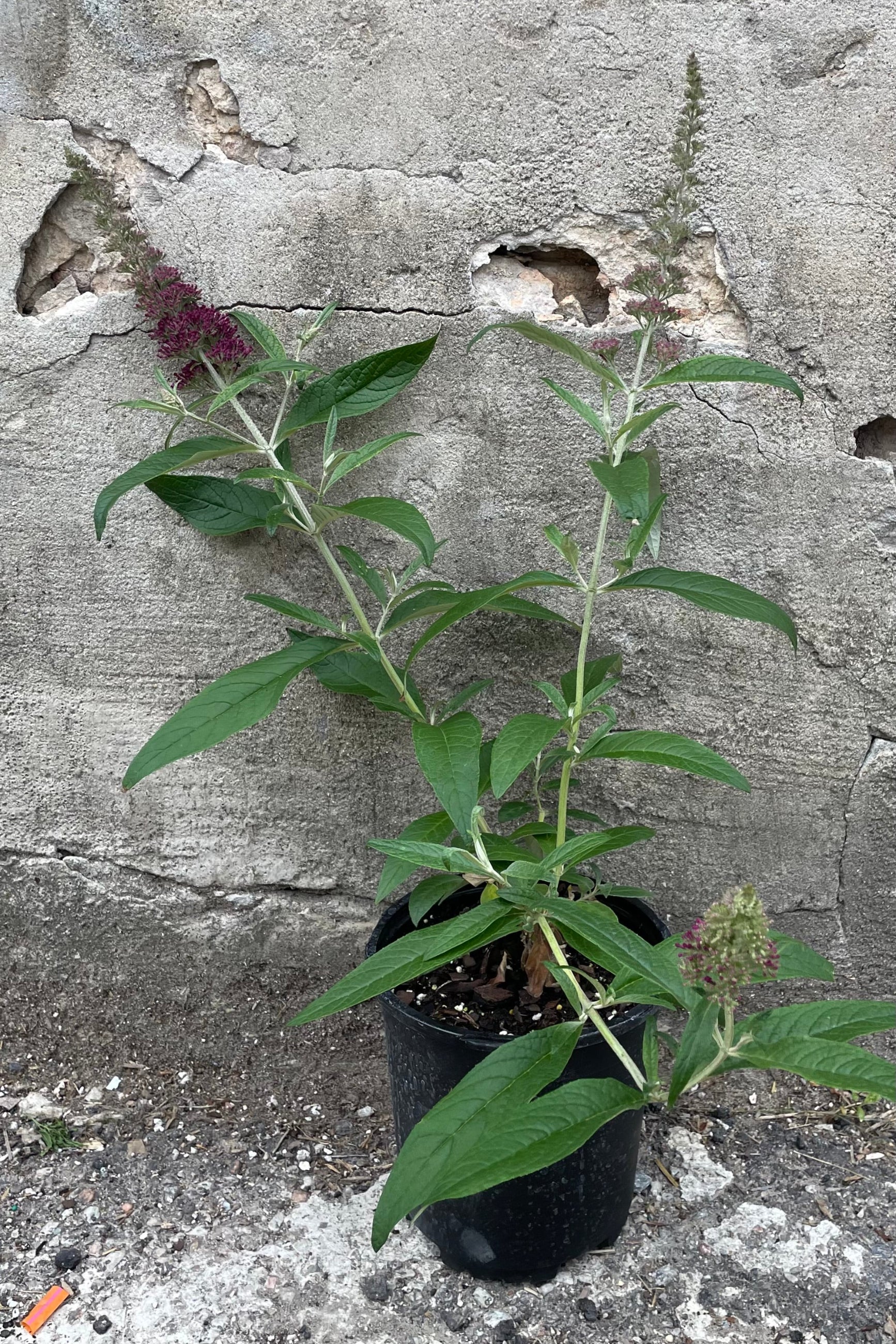 Buddeleia 'Queen of Hearts' in a #1 growers pot just starting to bud and bloom the middle of June in front of a concrete wall.  ©Sprout Home