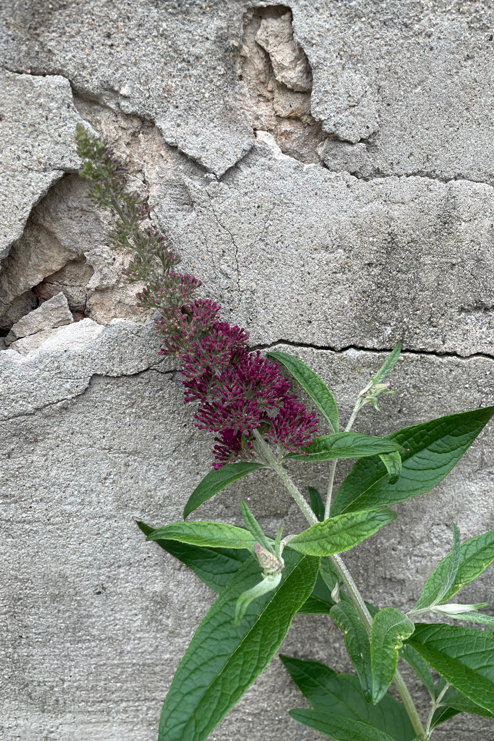 The bloom and bud just starting middle of June on the Buddleia 'Queen of Hearts' showing some royal rose purple color. ©Sprout Home