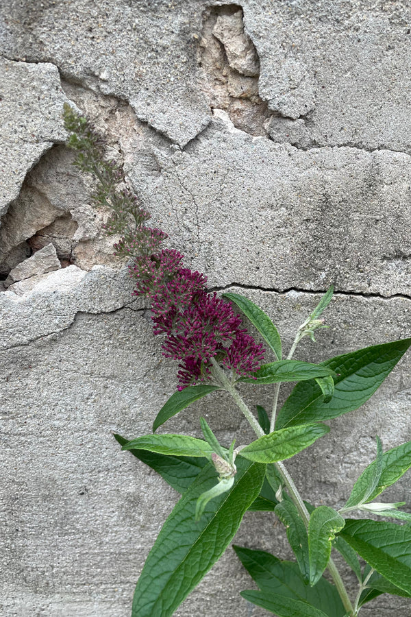 The bloom and bud just starting middle of June on the Buddleia 'Queen of Hearts' showing some royal rose purple color.