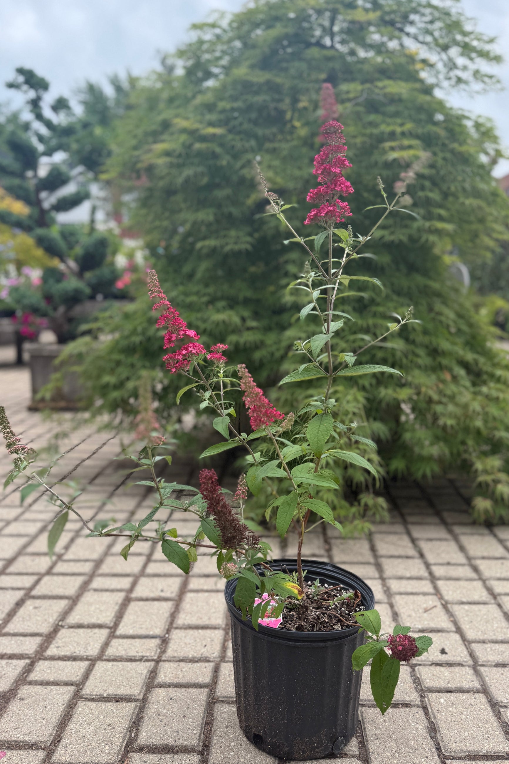 Buddleia 'Prince Charming' in a #3 growers pot in bud and bloom mid June ©Sprout Home