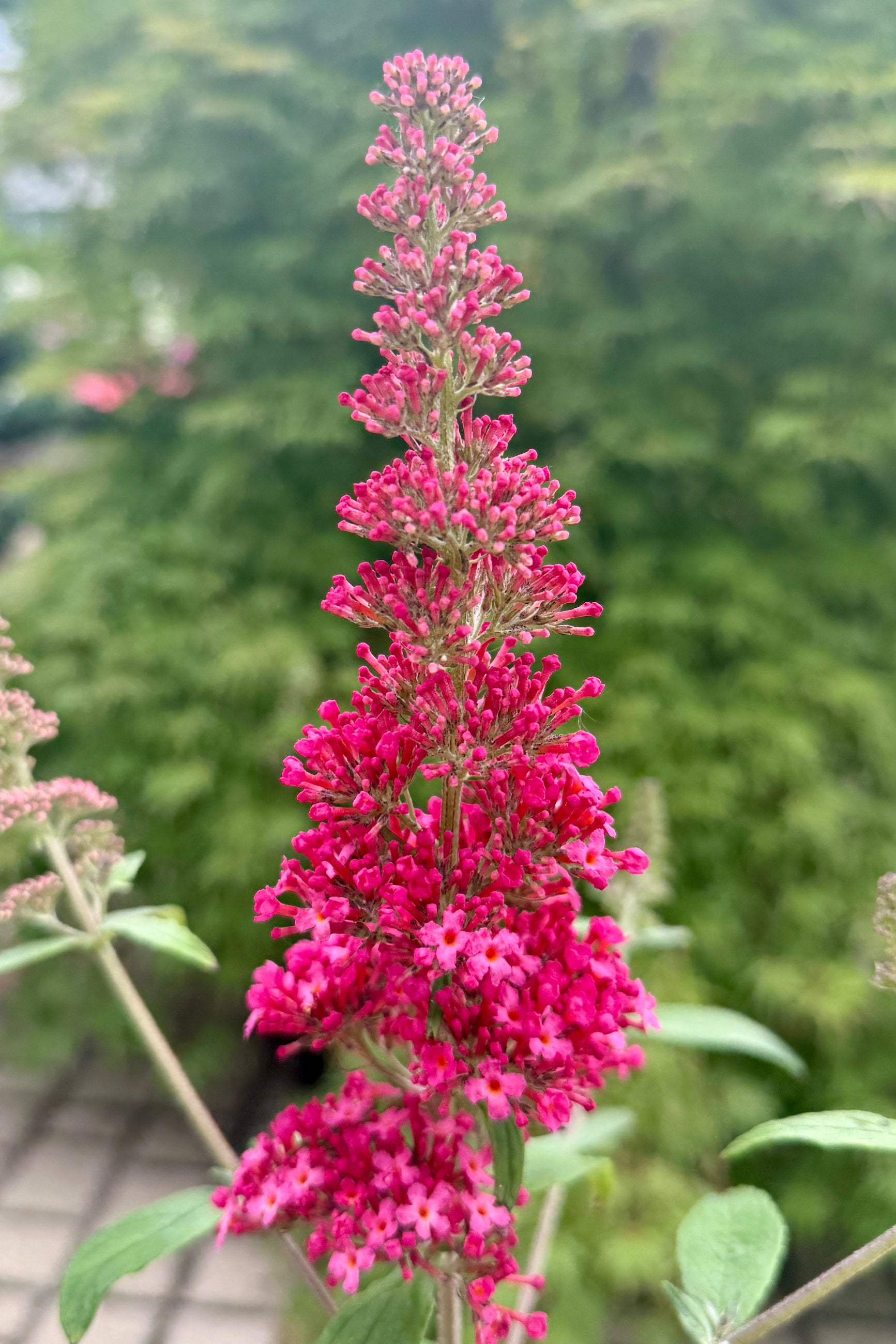 Buddleia 'Prince Charming' detail bud and bloom mid June ©Sprout Home