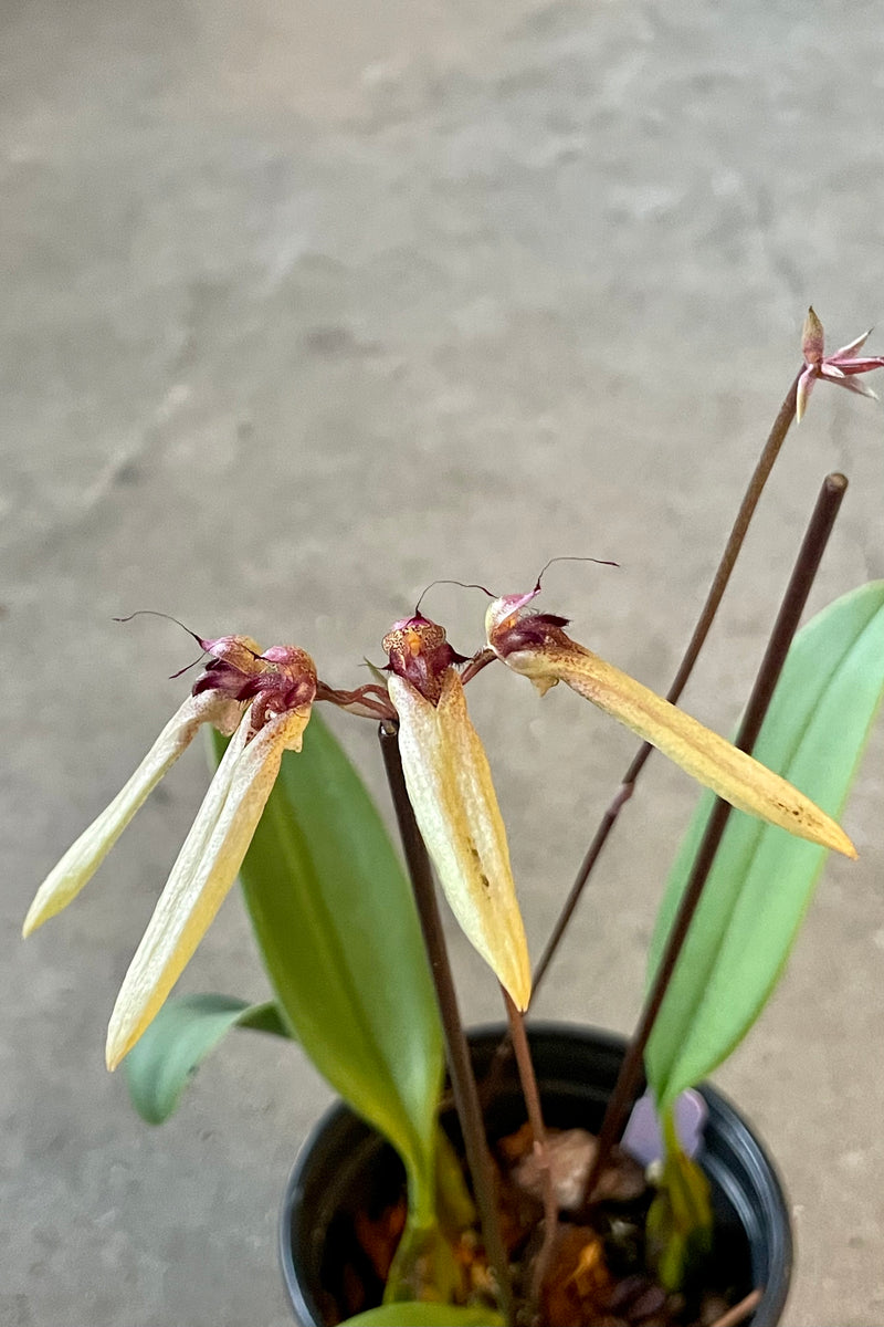 Photo of Bulbophyllum orchid flower against a cement wall.
