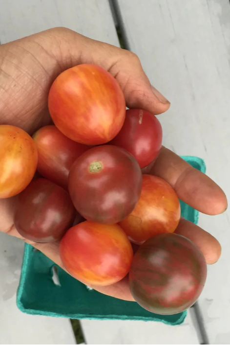 Various striped cherry tomatoes in hand by Hudson Valley Seed Company