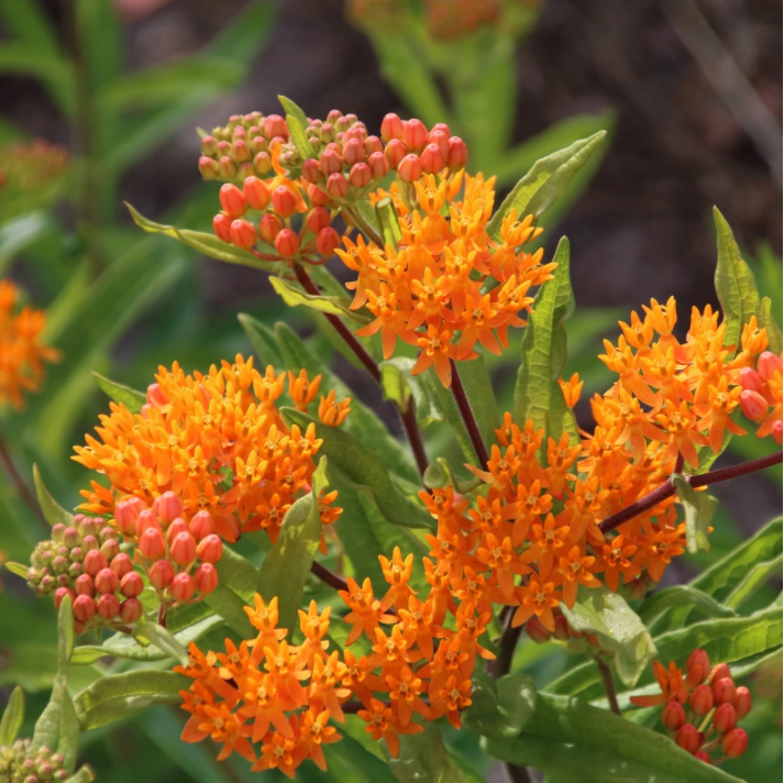 Butterfly Weed Art Pack Seeds