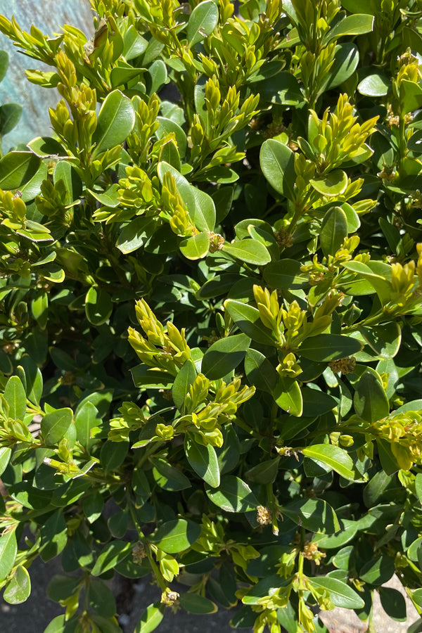 The glossy green ovate leaves of the Buxus 'Green Mountain' the beginning of May