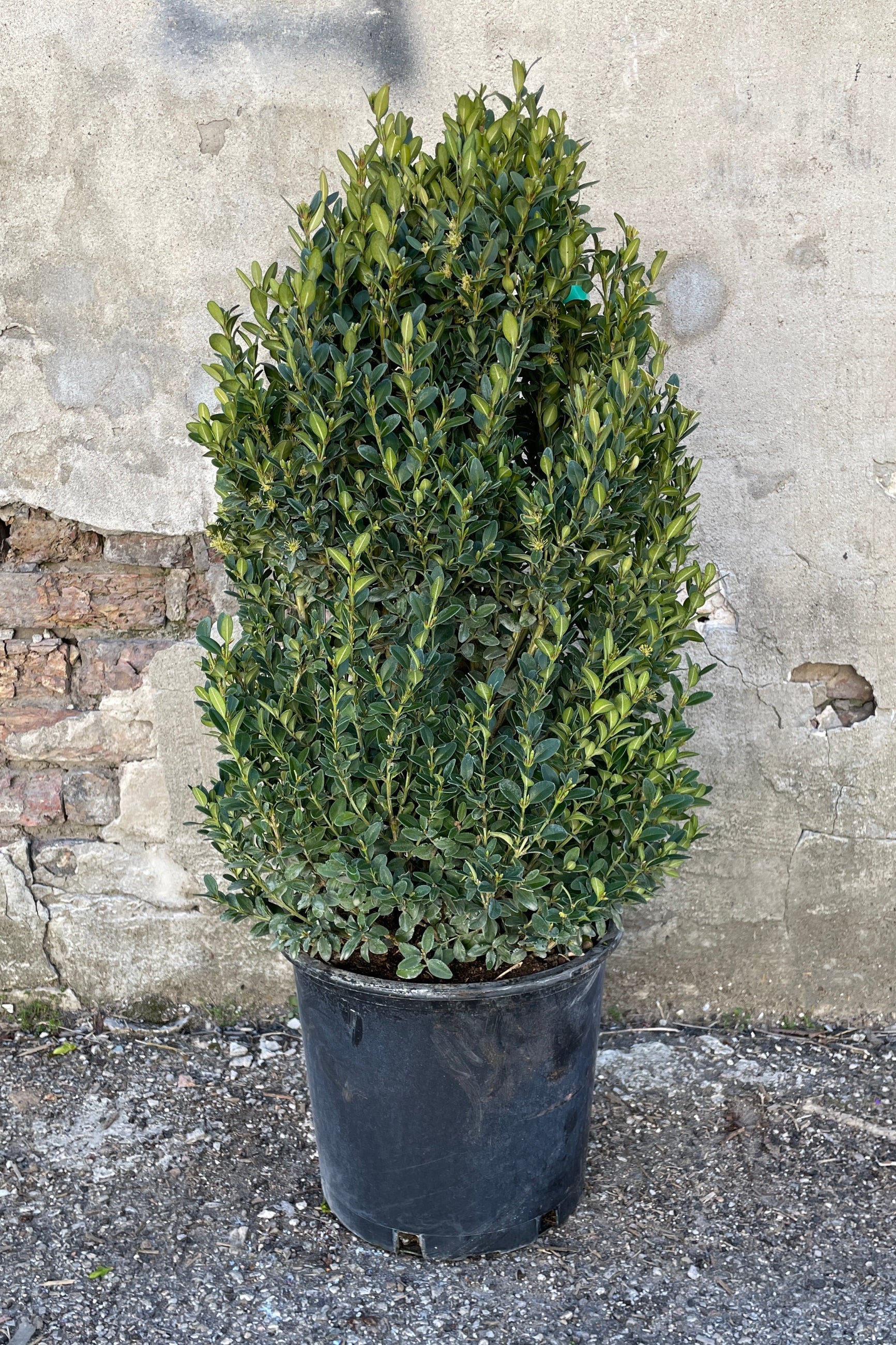 Buxus 'Green Mountain' in a #5 growers pot mid march against a concrete wall. ©Sprout Home 