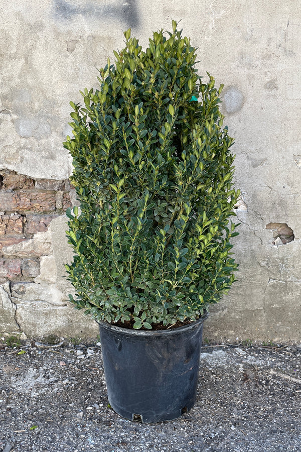 Buxus 'Green Mountain' in a #5 growers pot mid march against a concrete wall. 