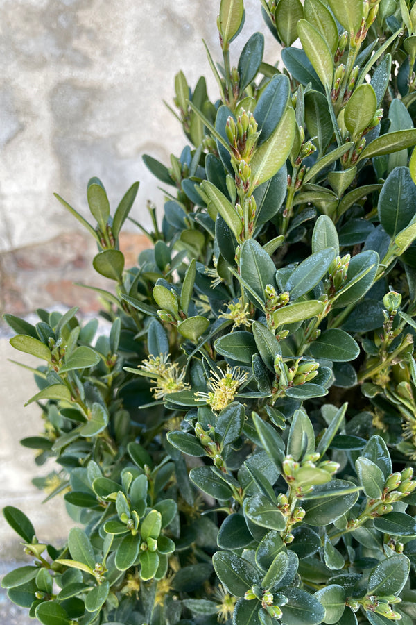 Up close detail of the round to ovate green evergreen leaves and flowers of the Buxus 'Green Mountain' in March.