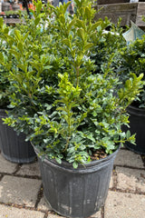 #3 pot size of Buxus 'Green Velvet the end of April  showing the shape an green ovate leaves at sprout Home. 