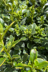 Up close picture of the evergreen ovate leaves and buds on the Buxus 'Green Velvet' the end of April at Sprout Home. 