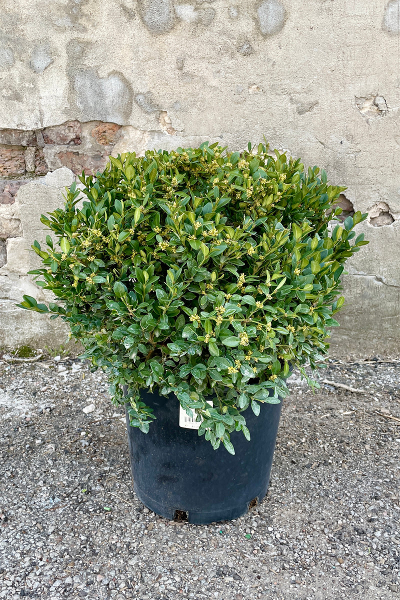 Buxus 'Green Velvet' boxwood in a #5 growers pot the end of March in front of a concrete wall. 