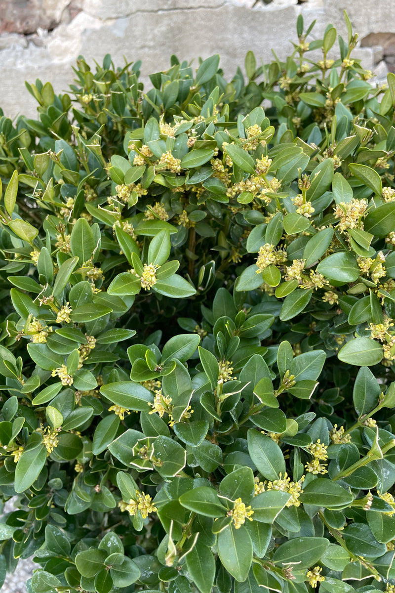 Close up image of the ovate green leaves and flowers the end of March of the Buxus 'Green Velvet' boxwood. 