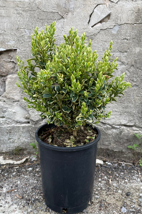 Buxus 'Variegata' in a #1 growers pot the beginning of May showing off its green with cream edged ovate leaves. 