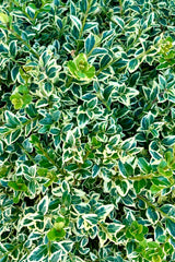 Detail of the green and cream variegated ovate leaves of the 'Variegata' boxwood mid June