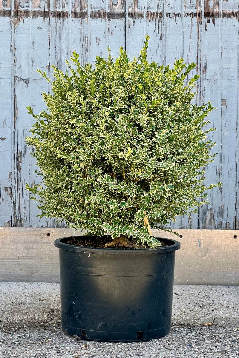 Buxus 'Variegata' in a #6 growers pot mid June at Sprout Home