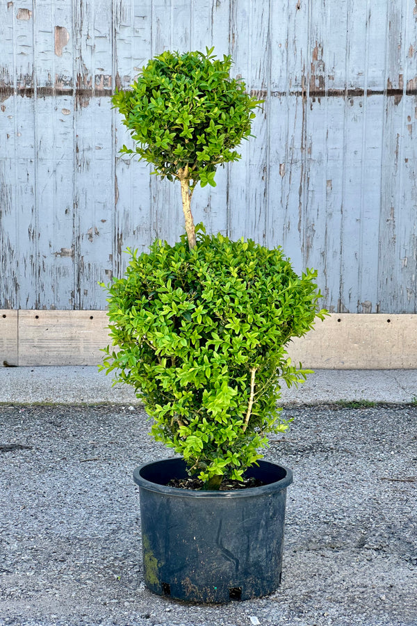 Buxus formed in to a Two Ball poodle, a ball on top of a ball, in a #7 growers pot.