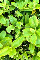 Detail of the glossy ovate leaves of a Boxwood.