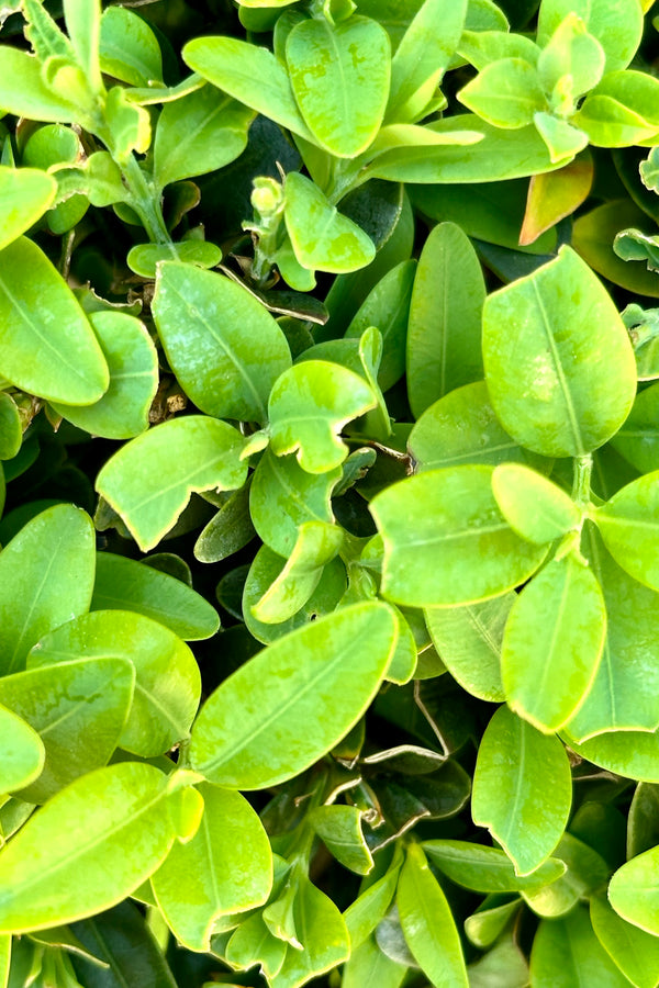 Detail of the glossy ovate leaves of a Boxwood.