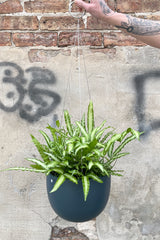 Clifton Matte Deep Blue hanging pot with a fern inside it being held against a concrete and brick wall. 