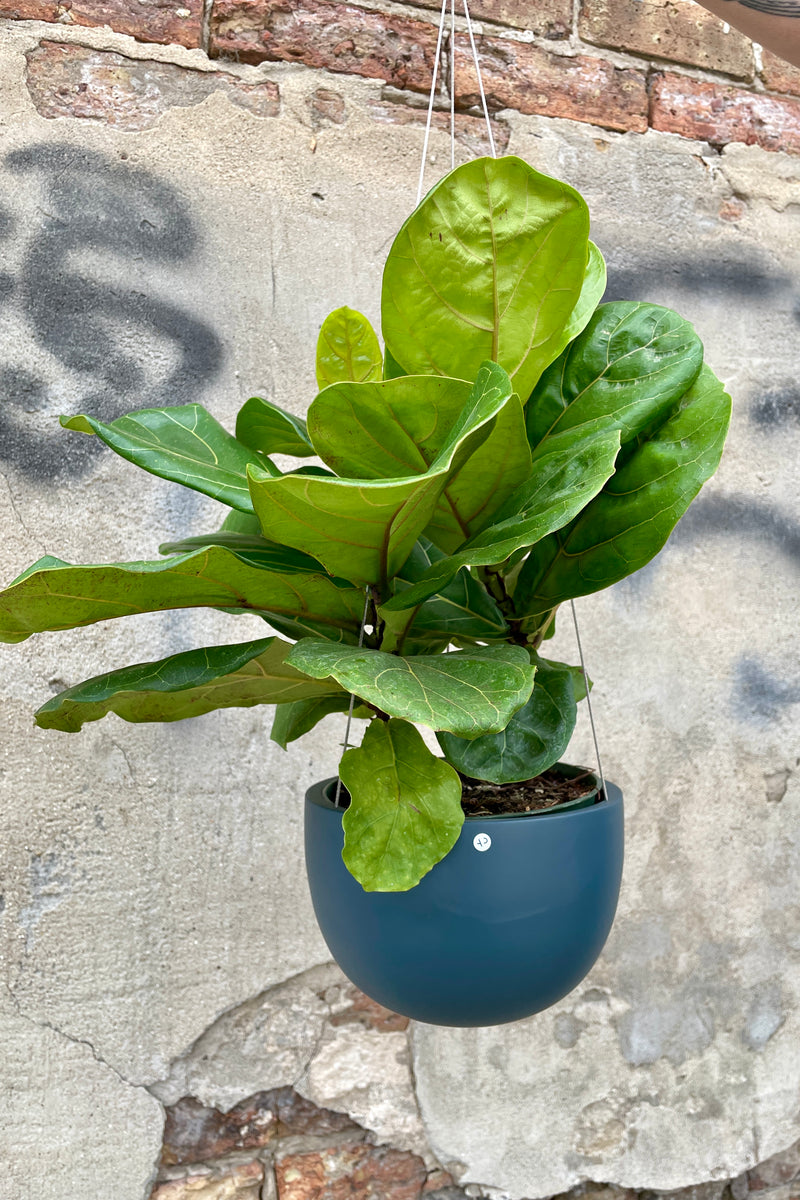 A small clifton matte deep blue hanging pot with a fiddle leaf ficus  hanging in front of a cement and brick wall.  