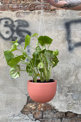 Clifton matte dusty pink hanging pot with a plant in it being held against a concrete wall. 