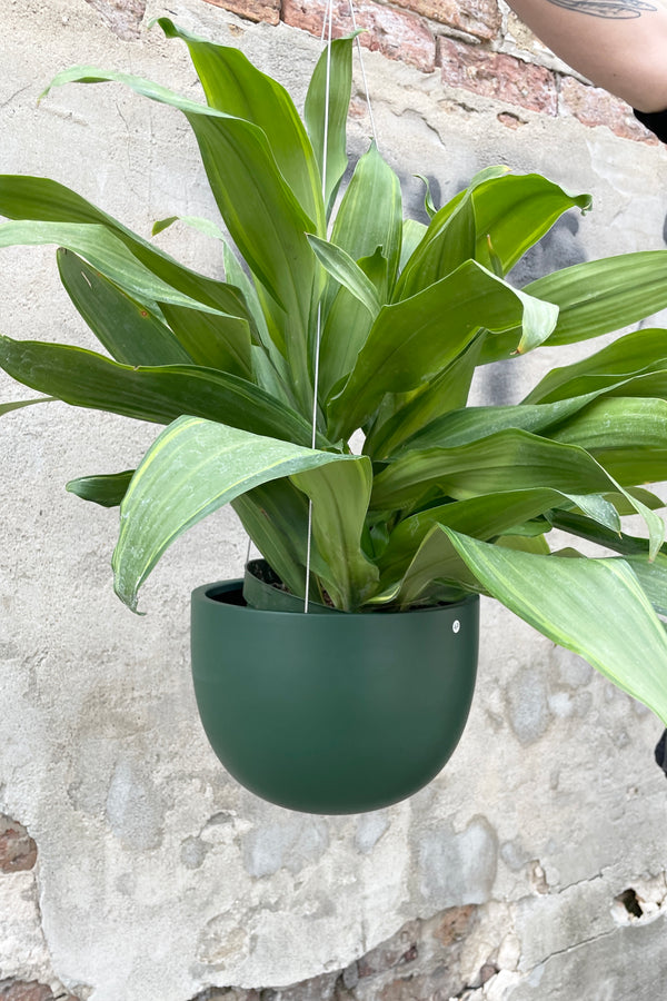 Matte Forest Green Hanging Clifton Pot  with a plant in it against a cement wall. 