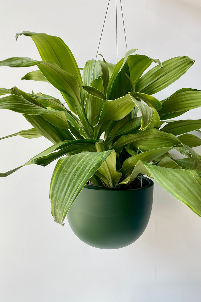 Clifton matte forest green hanging pot with a plant in it. 