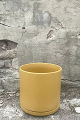 A full view of Solid Cylinder & Saucer mustard 10" against concrete backdrop