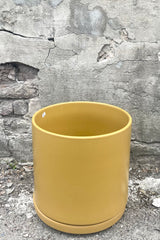 A slightly overhead view of Solid Cylinder Mustard 12" against concrete backdrop