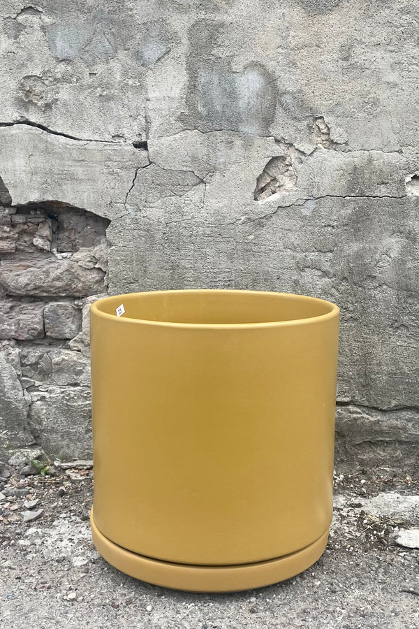 A full view of Solid Cylinder & Saucer Mustard 12" against concrete backdrop
