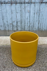 Photo from slightly above. Photo of a cylindrical pot and saucer against a gray wall. The pot is by LBE Revival ceramics and has a mustard finish. The pot sits upon its saucer. It is called a Solid Cylinder and Saucer.