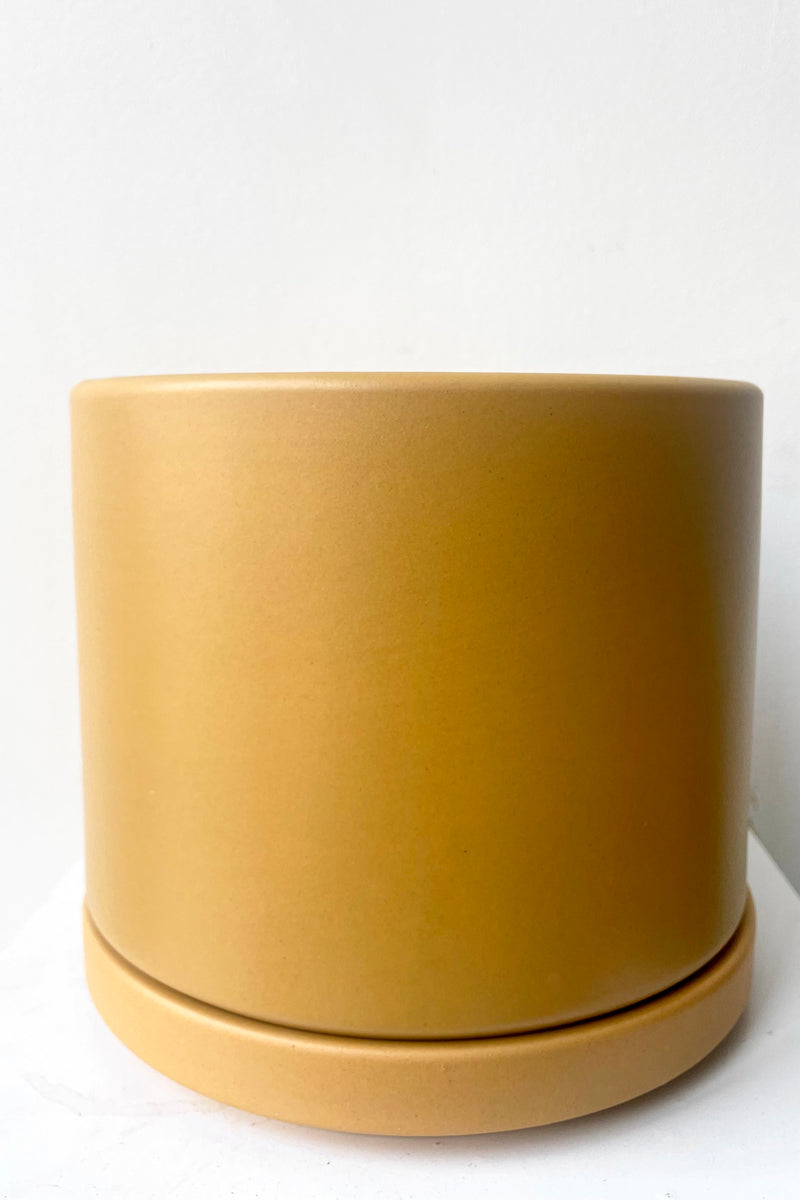 A full frontal view of Solid Cylinder & Saucer mustard 6" against white backdrop