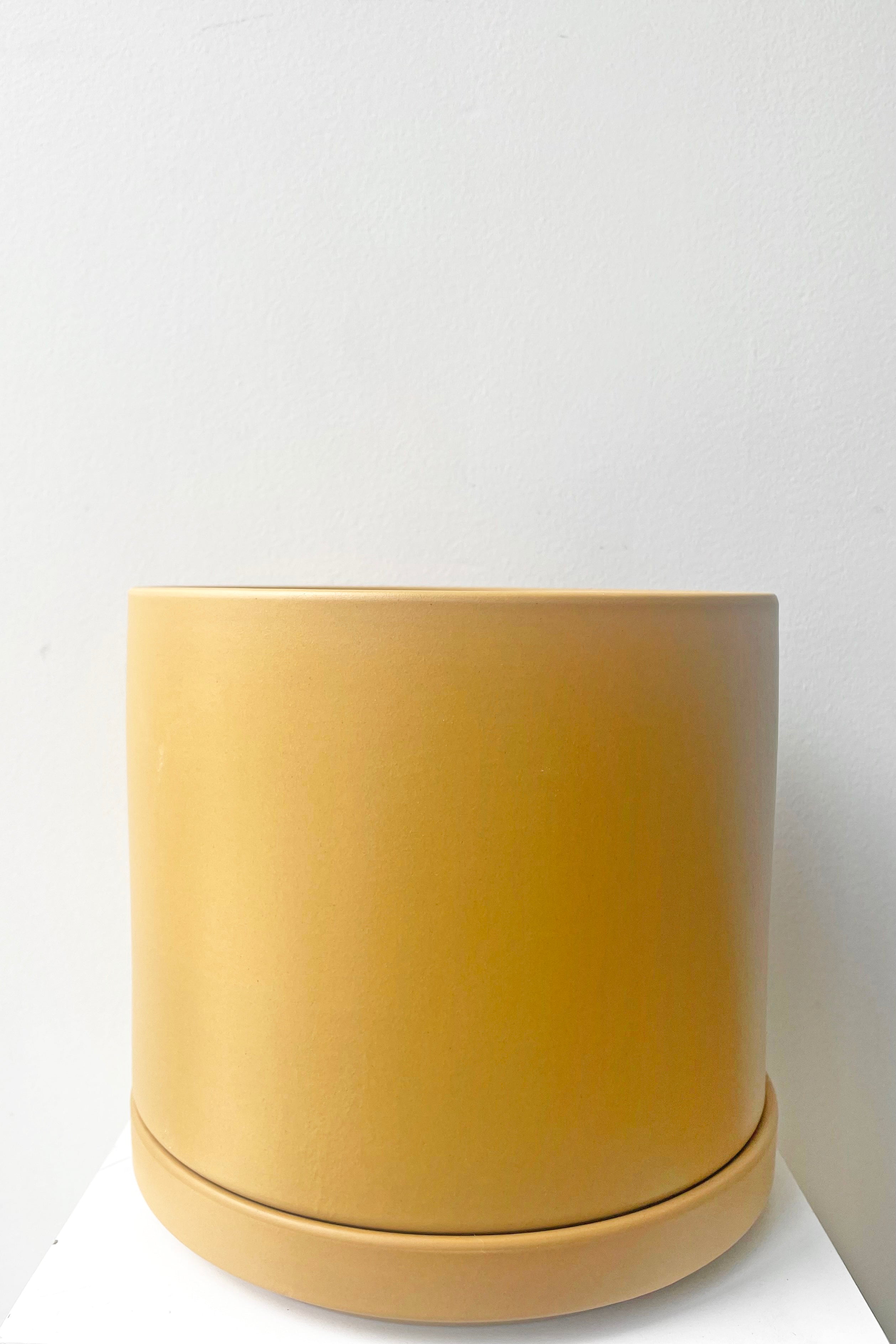 A full frontal view of Solid Cylinder & Saucer mustard 8" against white backdrop