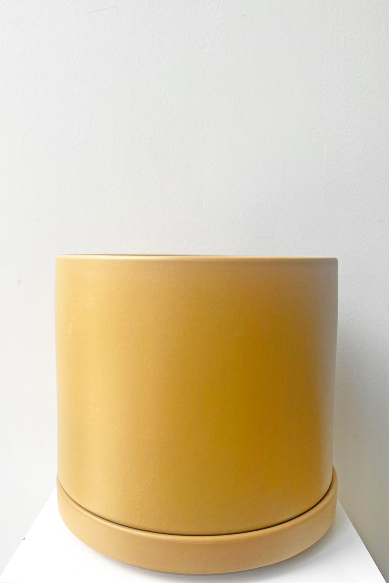 A full frontal view of Solid Cylinder & Saucer mustard 8" against white backdrop