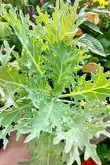 'Peacock White' Kale plant shown from the above top the beginning of September as a younger plant in a 4" growers pot. 