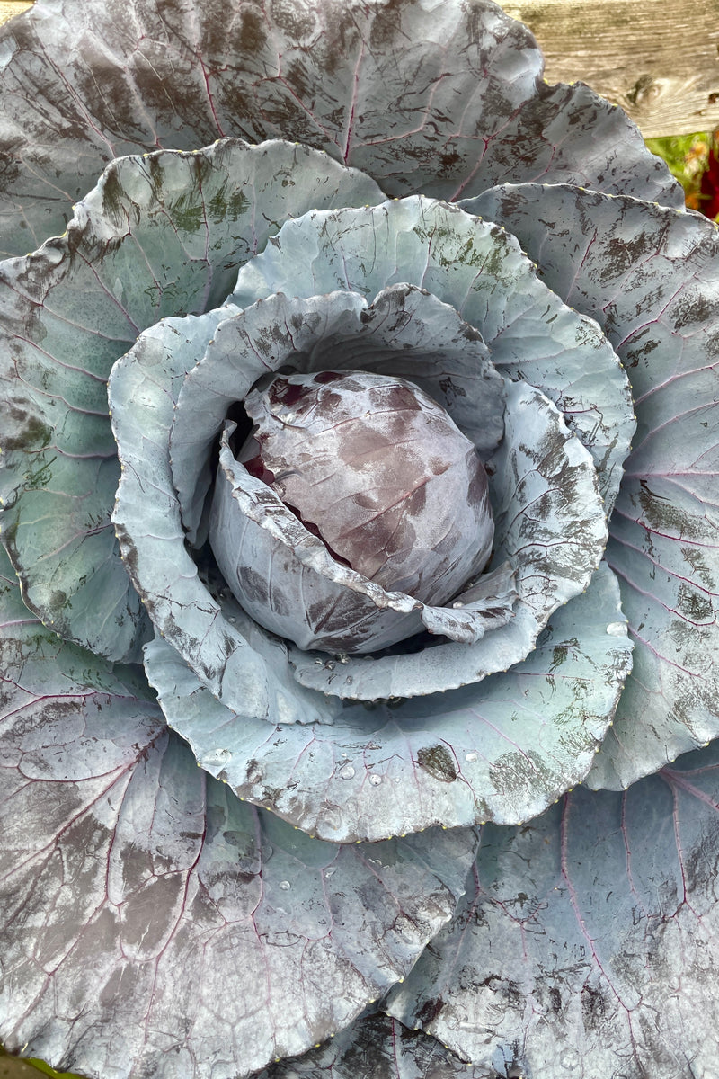 detail of a rose cabbage viewed from above. 