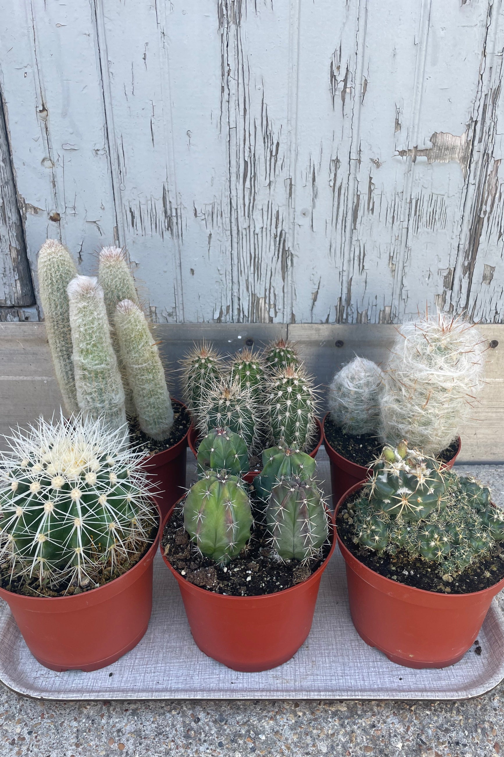 Photo of a group of cactus in orange pots shown in front of a gray wall. ©Sprout Home 