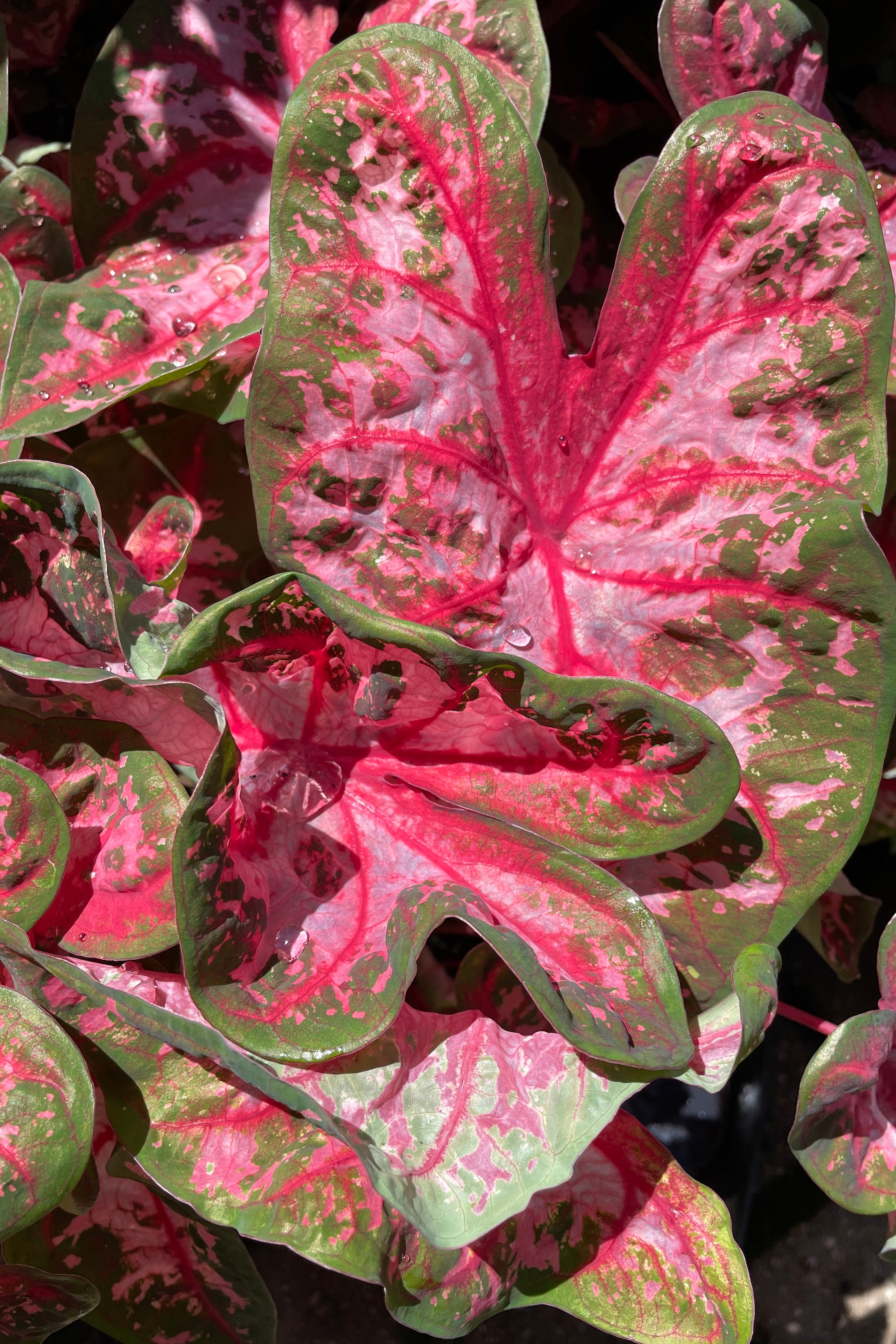 Caladium 'Carolyn Whorton' annual up close showing its bright red, pink and green heart shaped leaves. 