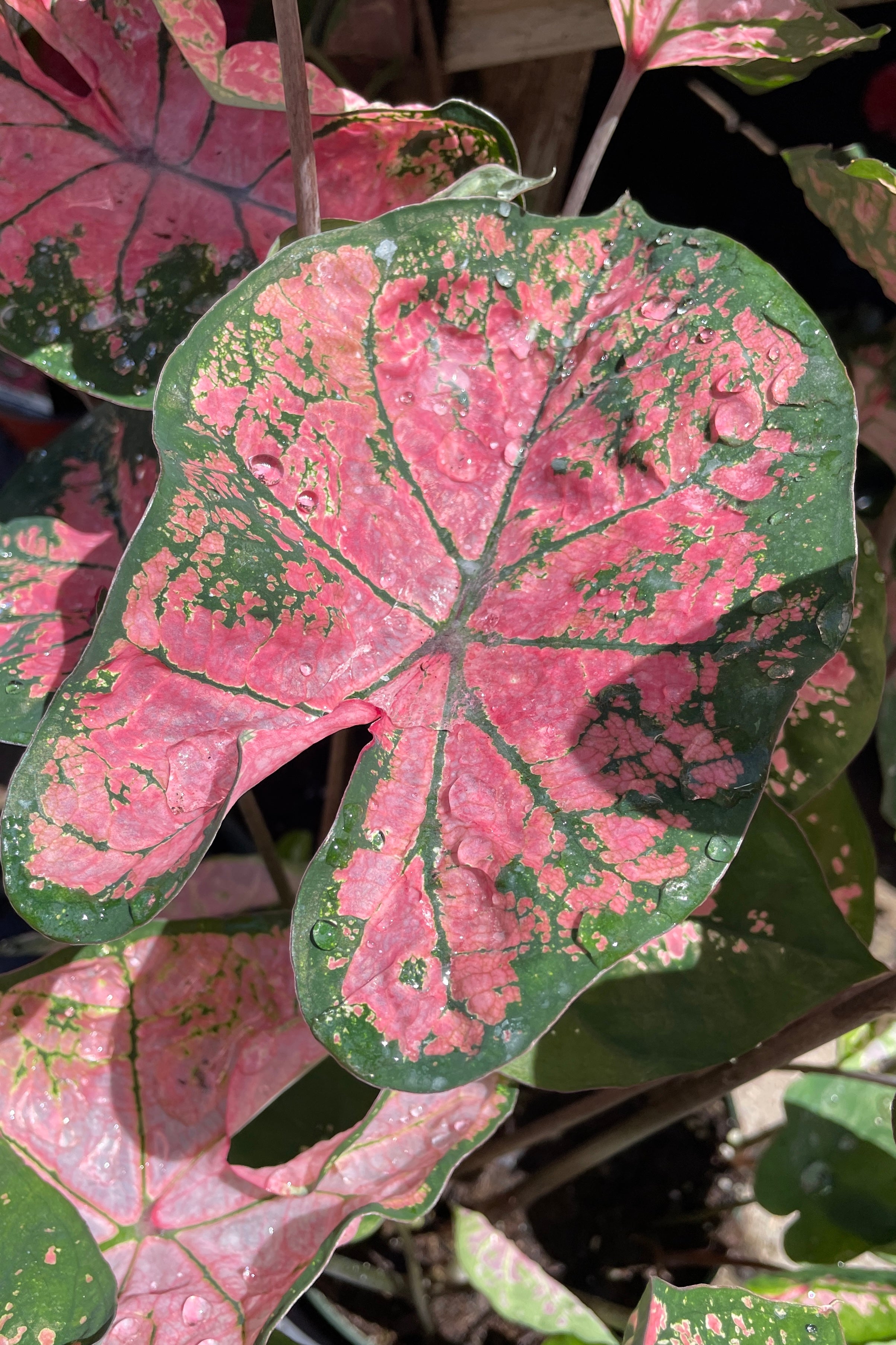 Caladium 'Pink Splash' leaves with their pink and green patterns the end of May at Sprout Home