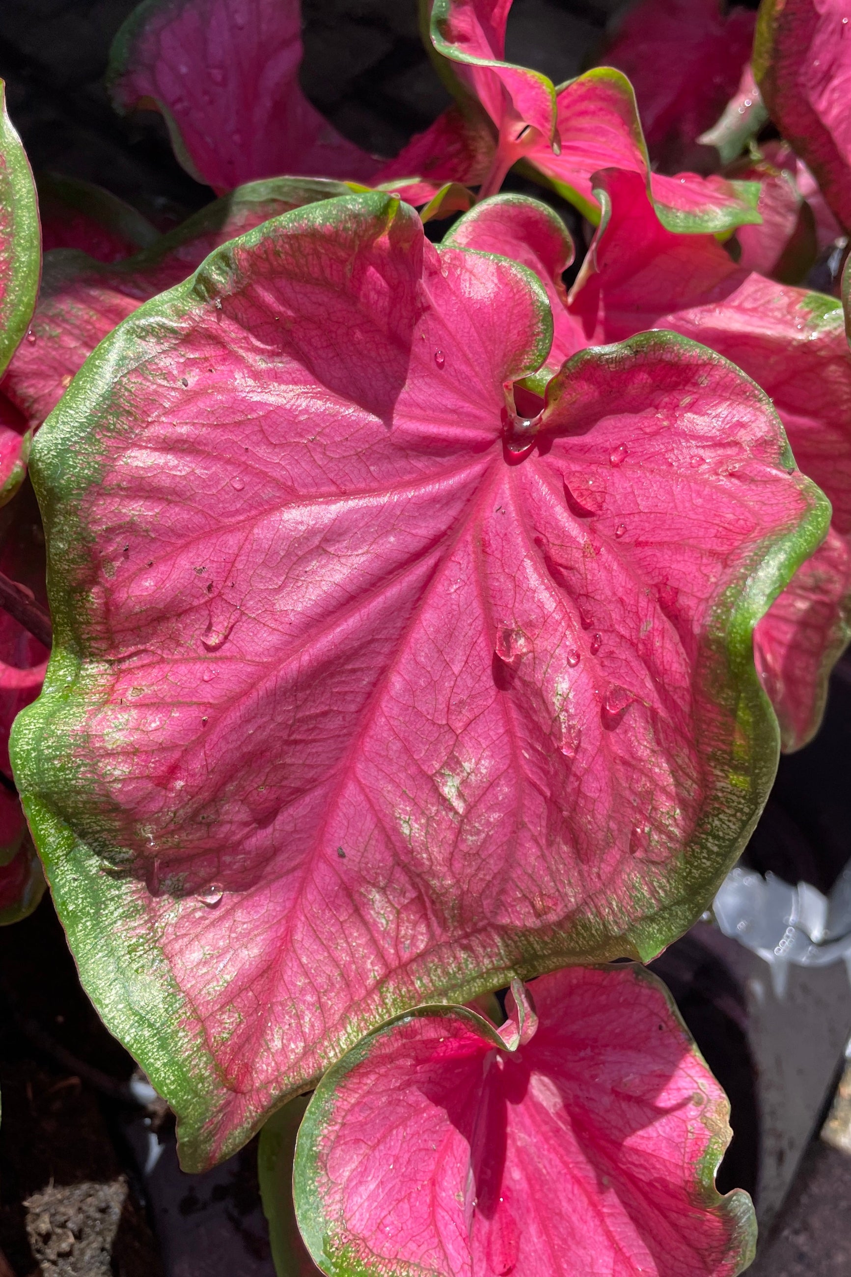 Caladium 'Sweetheart' up close showing its green rimmed bright pink heart shaped leaves the end of May ©Sprout Home