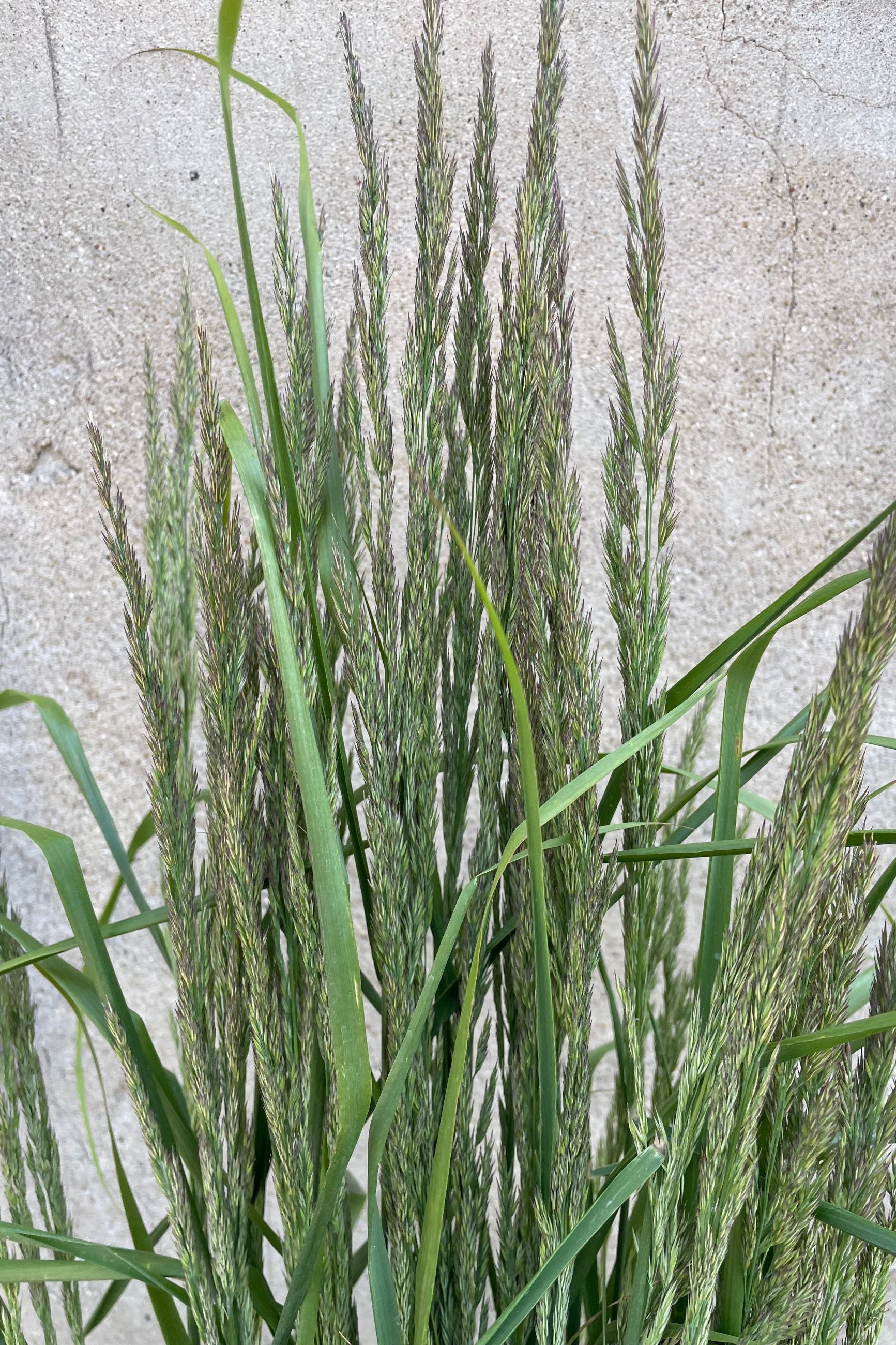 The bloom of the Calamagrostis 'Karl Foerster' the beginning of June.  ©Sprout Home