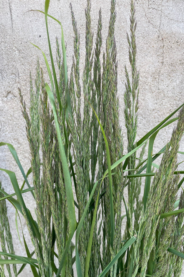 The bloom of the Calamagrostis 'Karl Foerster' the beginning of June. 