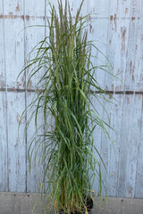 Calamagrostis 'Karl Foerster' in a #3 growers pot the beginning of June standing tall against a blue gray wall. 