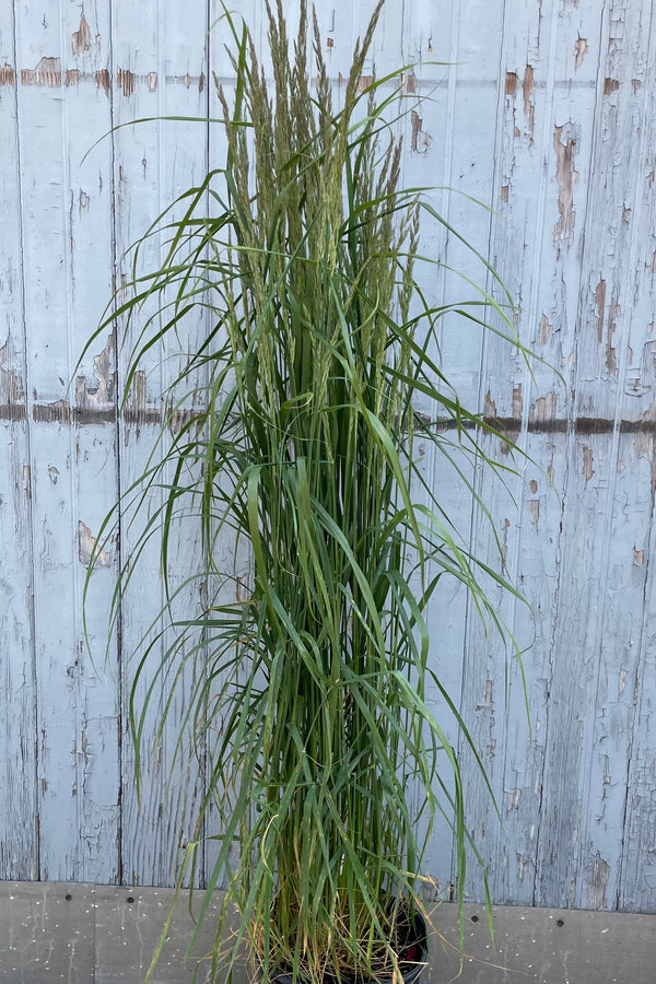 Calamagrostis 'Karl Foerster' in a #3 growers pot the beginning of June standing tall against a blue gray wall. 