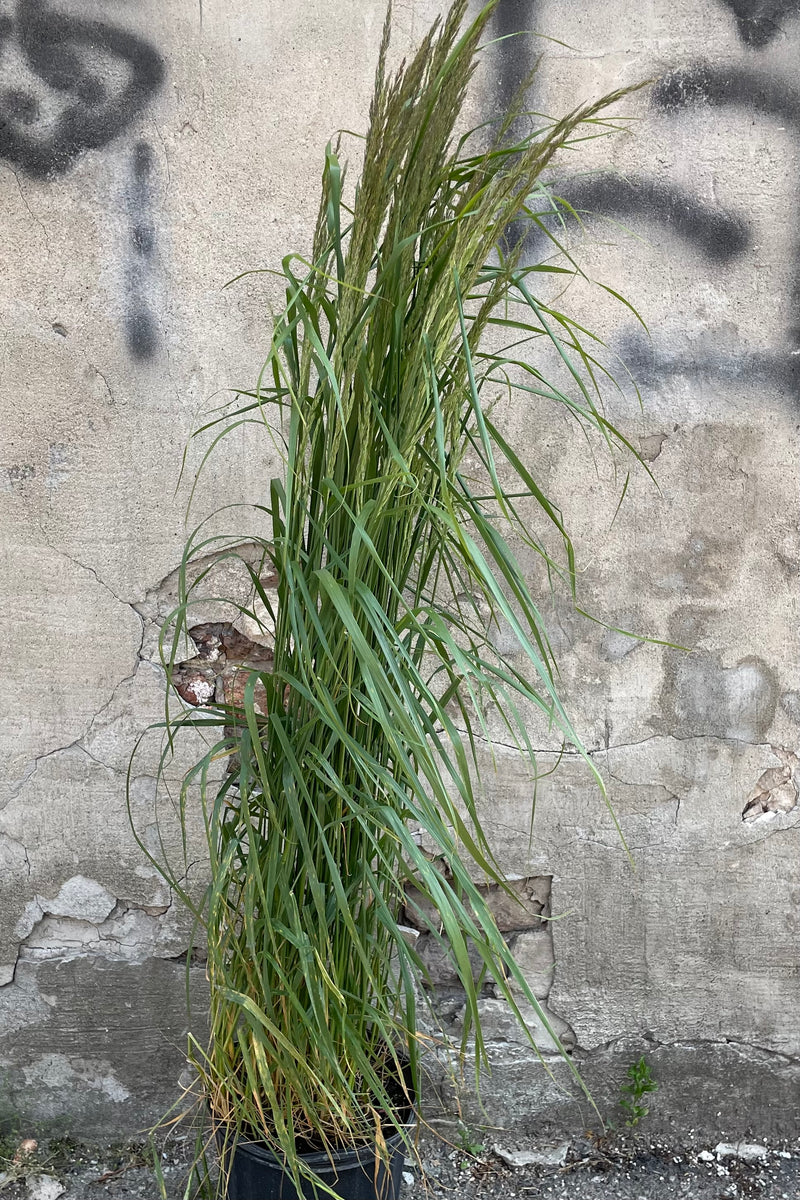 Calamagrostis 'Karl Foerster' in a #3 growers pot with plumes the beginning of June and standing tall with its green blades. 