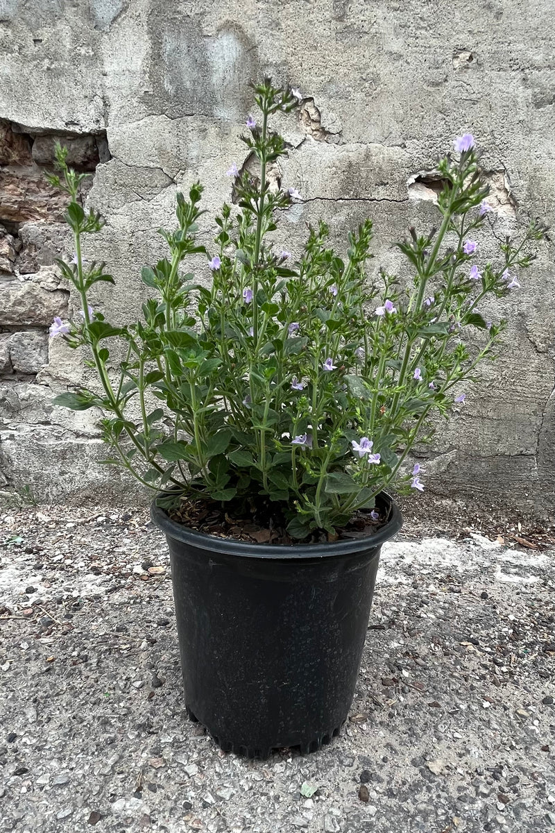 Calamintha 'Marvelette Blue' in a #1 growers pot the end of June just starting to bloom with its sweet violet blue flowers. 