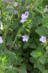 Calamintha 'Marvelette Blue' in bloom with its violet blue flowers the end of June on its tall green stalks.