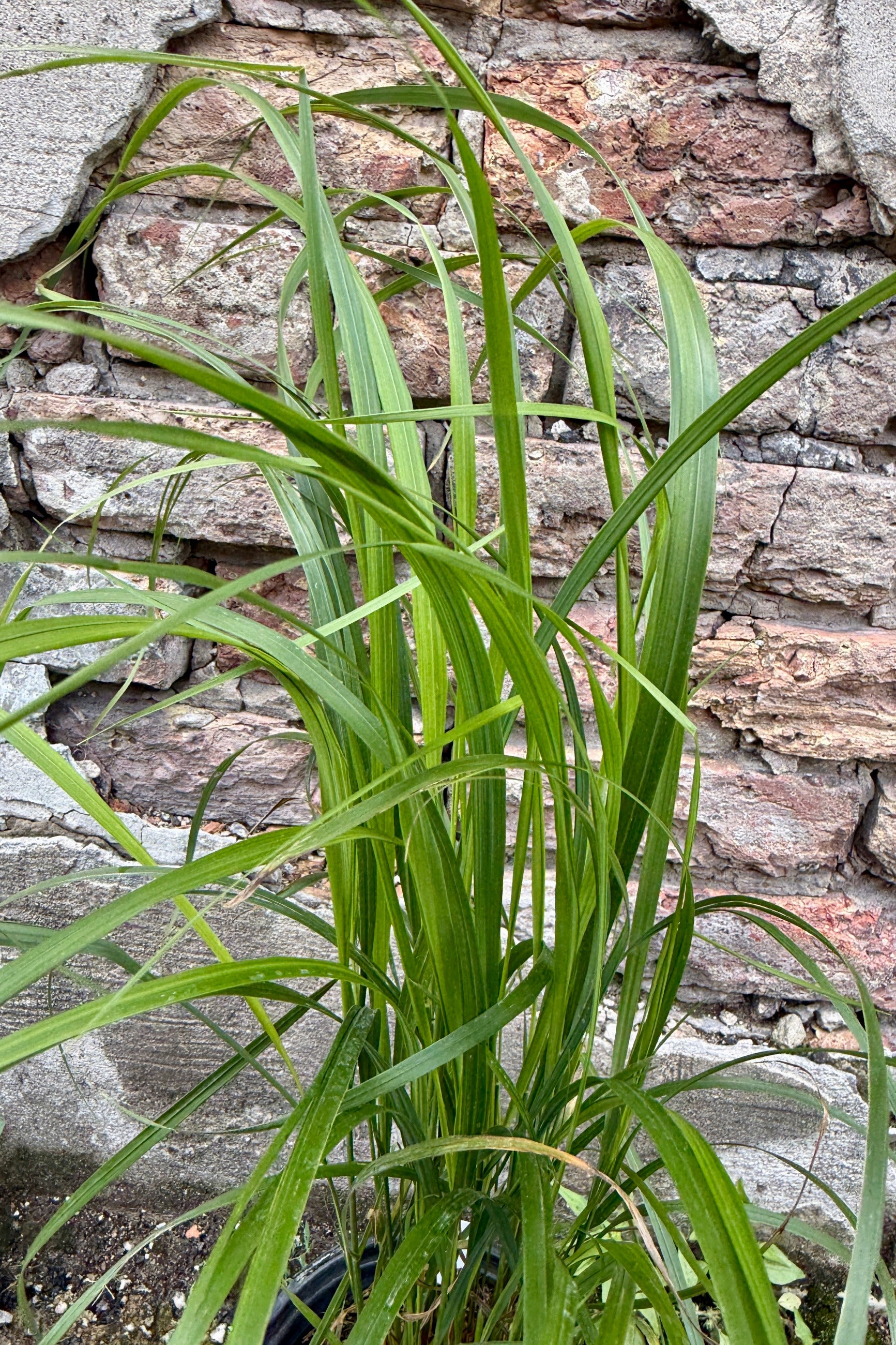 Calamagrostis brachytricha  against a stone wall the middle of June ©Sprout Home