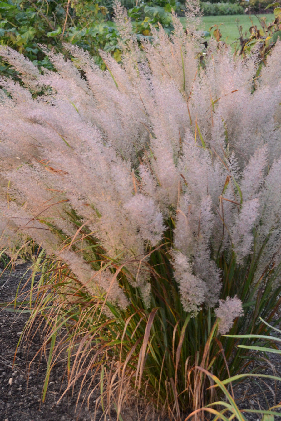 Calamagrostis brachytricha mature, in bloom and in the landscape ©Walters Garden