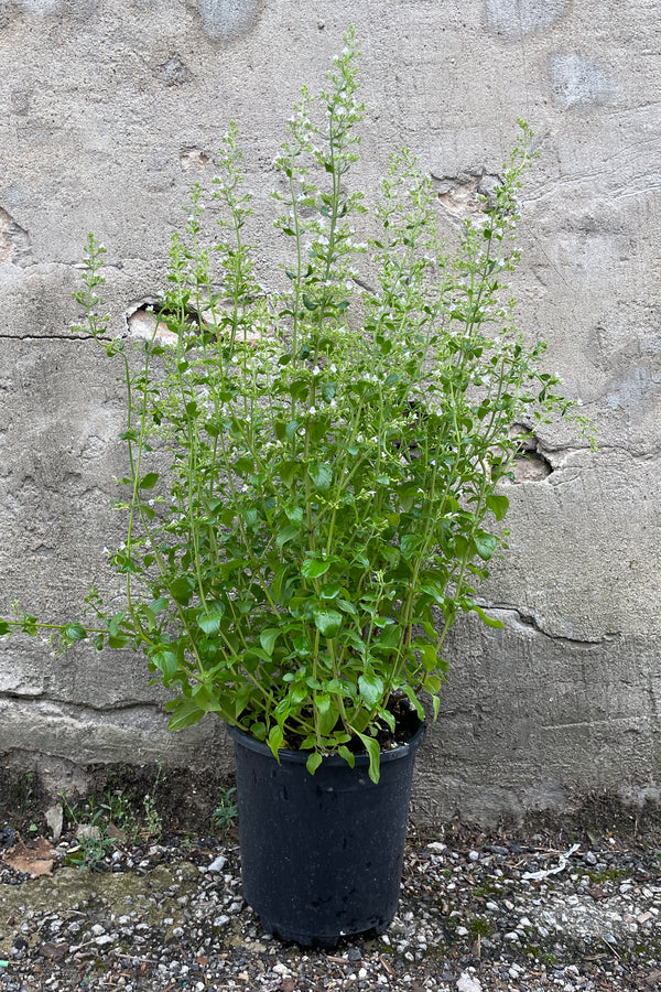 Calamintha var. nepeta in bloom mid July housed in a #1 growers pot. 